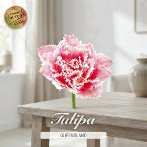 Fringed Double Tulip ‘Queensland’ Bulbs – Pack of 7