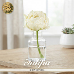 Tulipa ‘Fringed Double Snow Crystal’ Tulip Bulbs – Pack of 7
