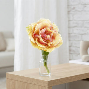 Tulipa ‘Vaya Con Dios’ Fringed Double Tulip Bulbs – Pack of 5