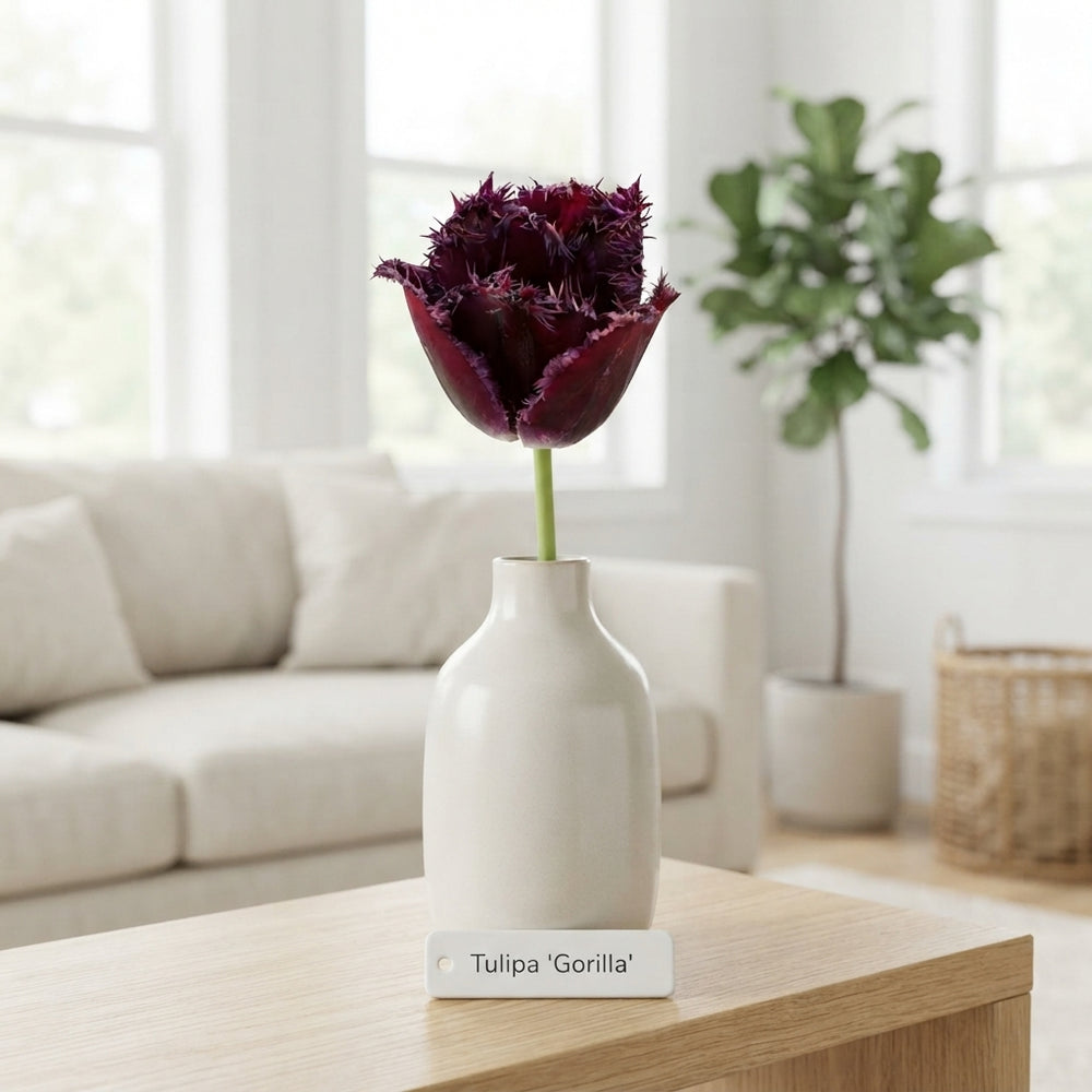 Fringed Tulip ‘Gorilla’ Bulbs – Pack of 7