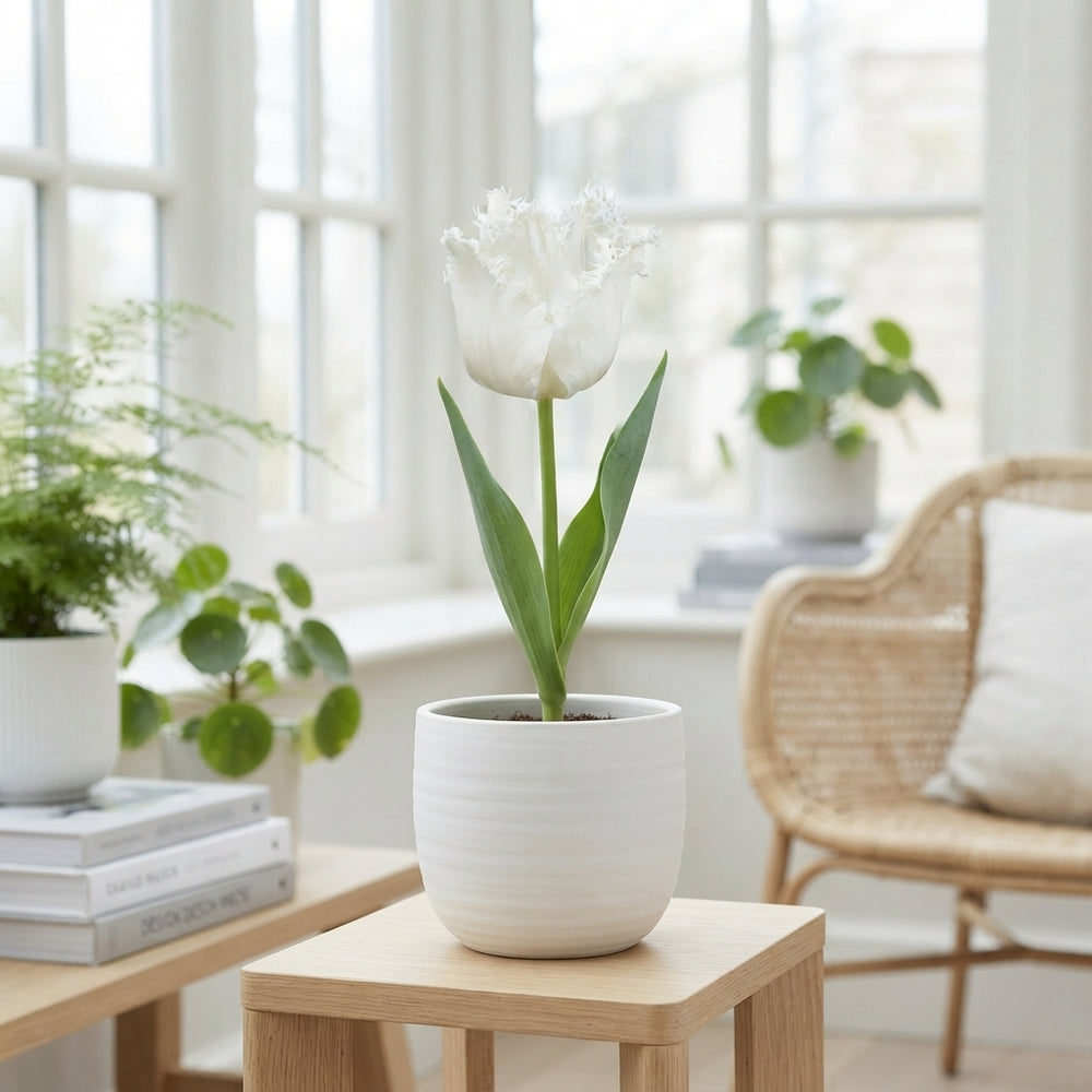 Tulipa ‘Fringed Honeymoon’ Tulip Bulbs – 7 Bulbs