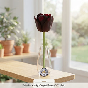 Tulipa ‘Black Jacky’ Garden Tulip Bulbs – Pack of 10