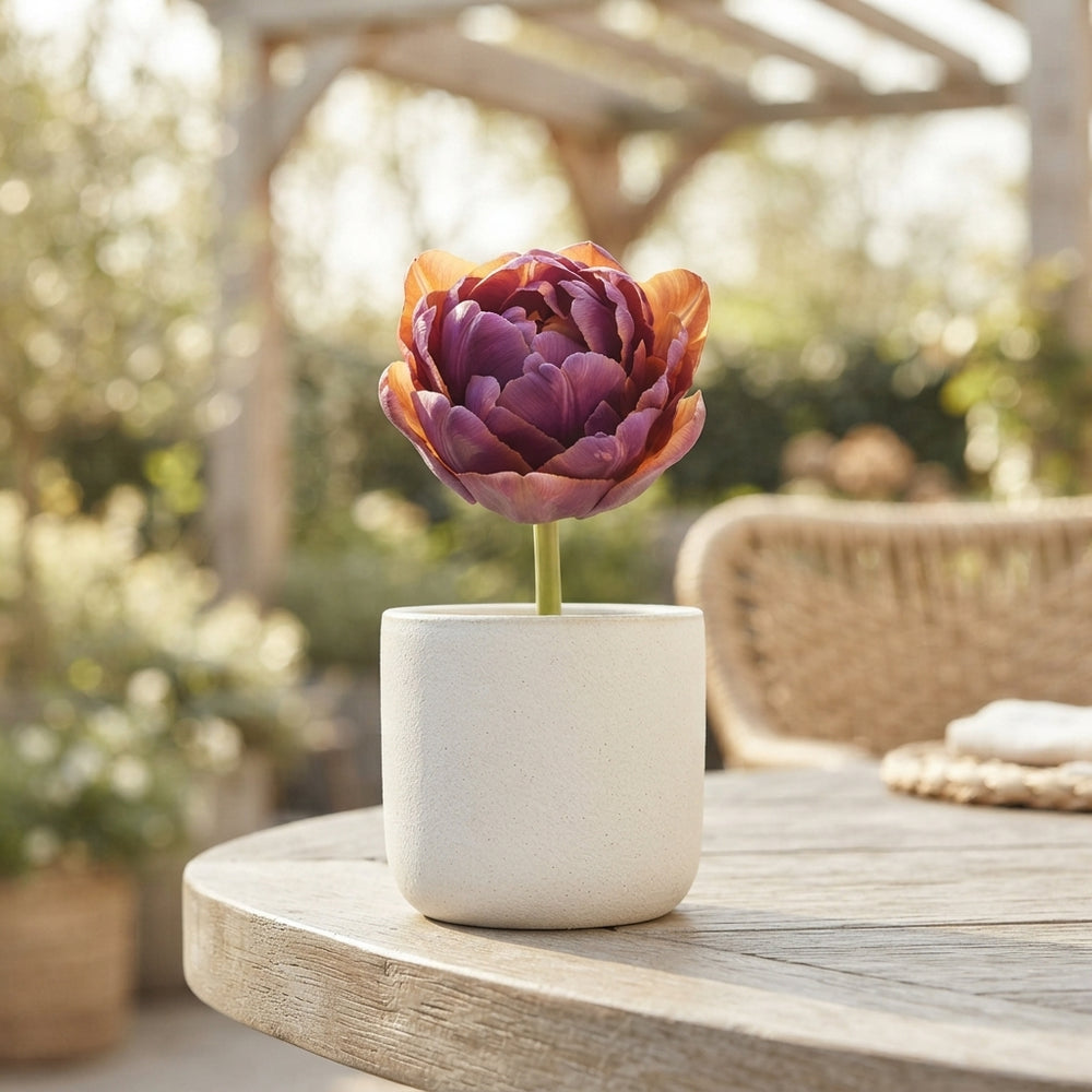 Tulipa ‘Garden Bravoure’ Flower Bulbs – Pack of 10