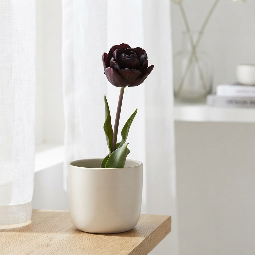 Tulipa ‘Garden Charming’ Flower Bulbs – 12/+