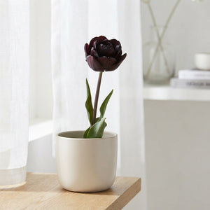 Tulipa ‘Garden Charming’ Flower Bulbs – 12/+