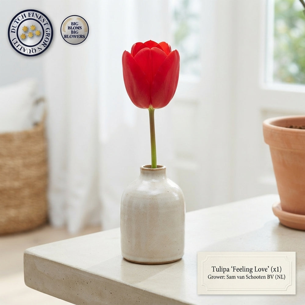 Tulip ‘Garden Feeling Love’ Bulbs – 12/+