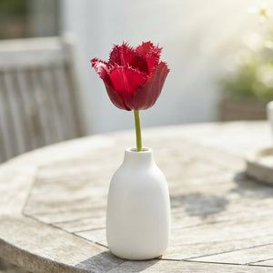 Tulipa Garden Moneymaker Tulip Bulbs – Pack of 10