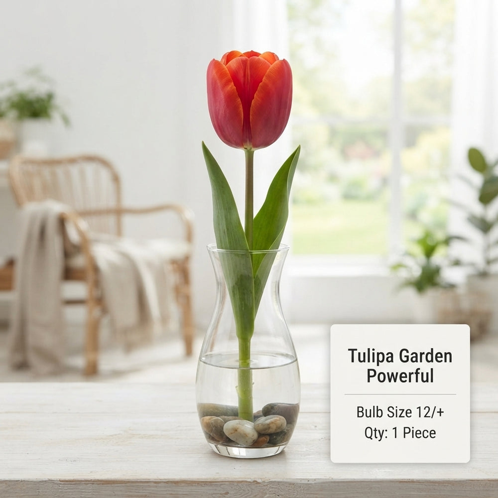 Tulipa ‘Garden Powerful’ Tulip Bulbs – Pack of 10