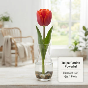 Tulipa ‘Garden Powerful’ Tulip Bulbs – Pack of 10