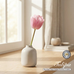 Tulipa ‘Garden Promise’ Flower Bulbs – 12/+ Grade