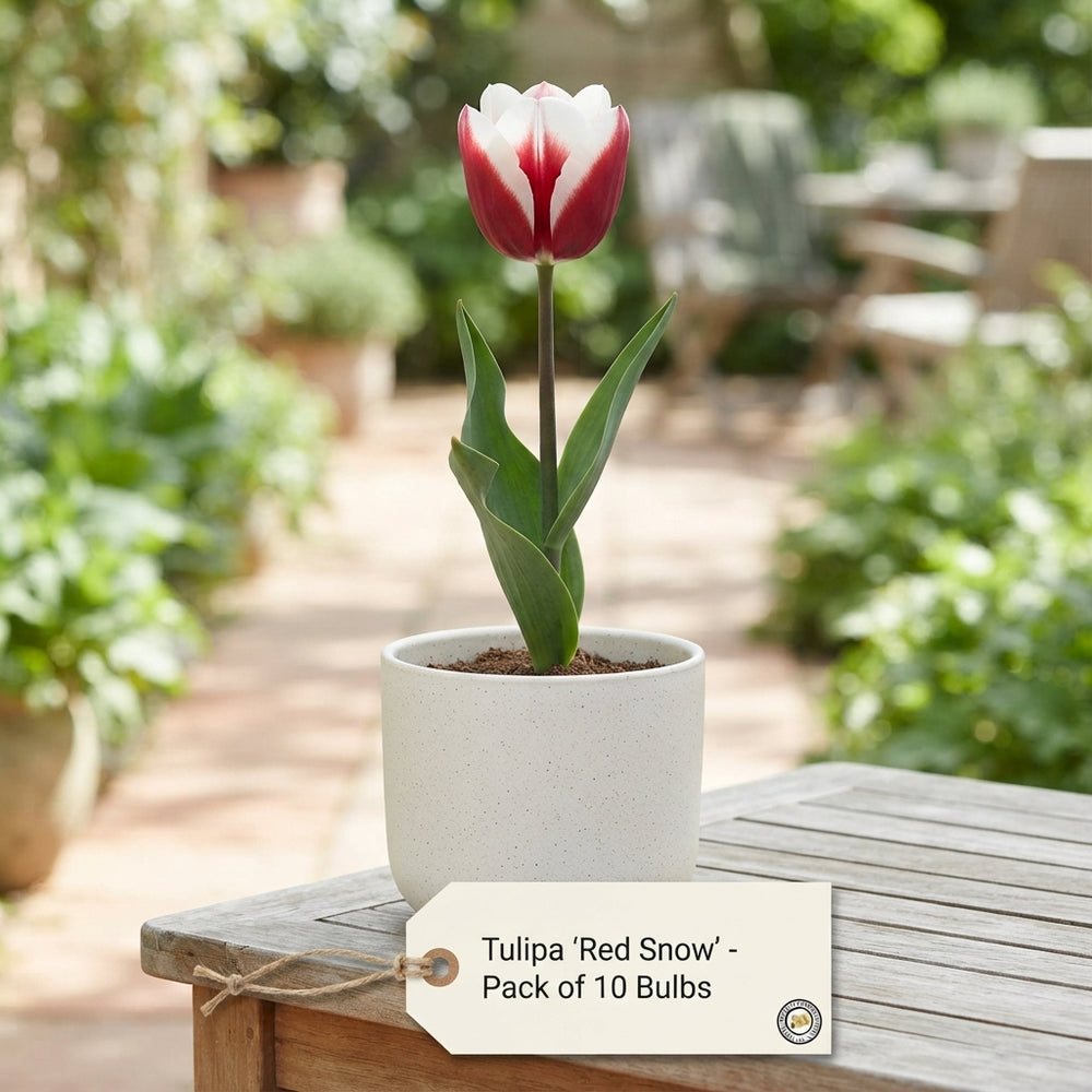 Tulipa Garden Red Snow Tulip Bulbs – Pack of 10