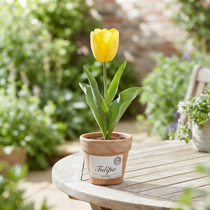 Tulipa 'Van Gogh' Garden Tulip Bulbs – 12/+
