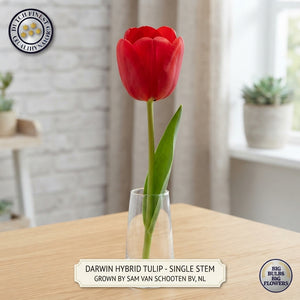 Mixed Darwin Hybrid Tulip Bulbs – Pack of 10
