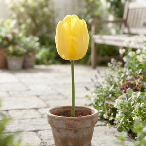 Golden Parade Tulip Bulbs – Pack of 10