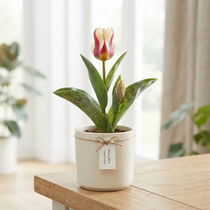 Tulipa greigii ‘Mary Ann’ Flower Bulbs – Pack of 7