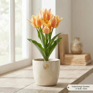 Tulipa greigii ‘Quebec’ Flower Bulbs – Pack of 10