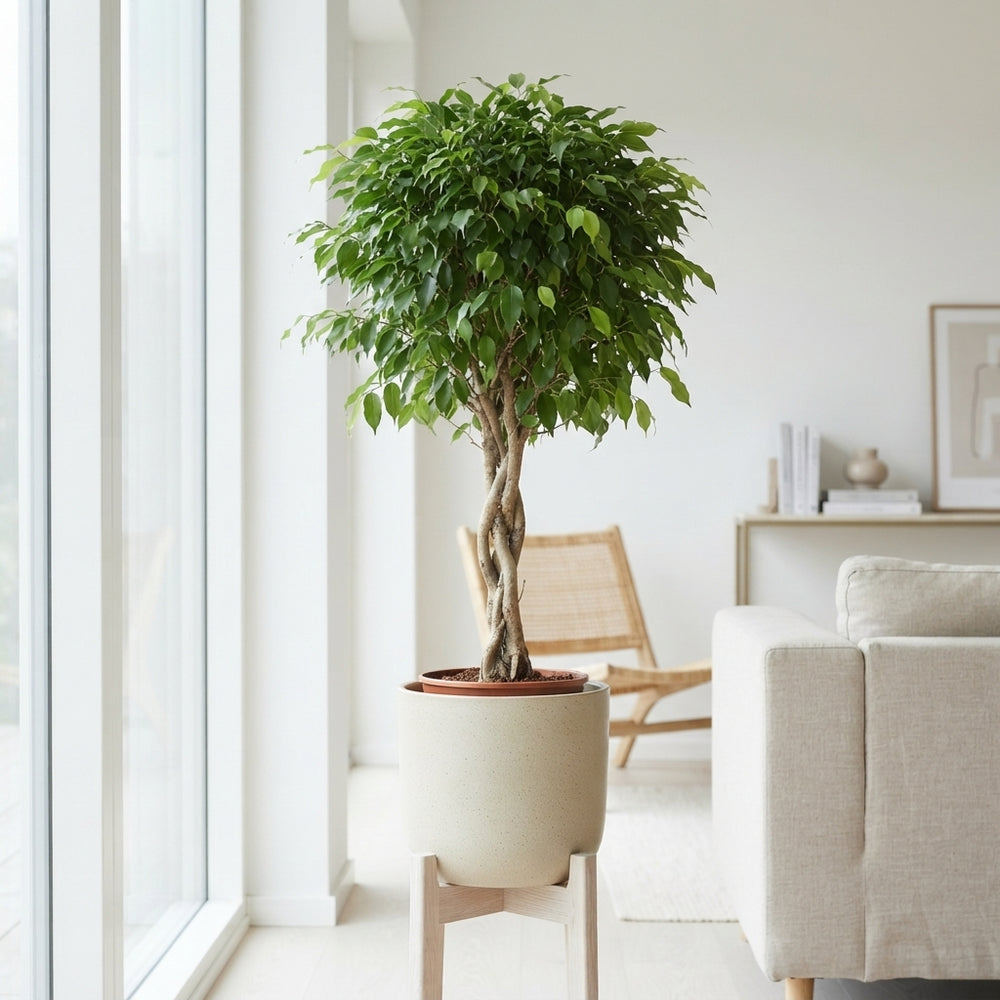 Braided Weeping Fig (Ficus benjamina ‘Exotica’) – 30cm Pot, 140cm High