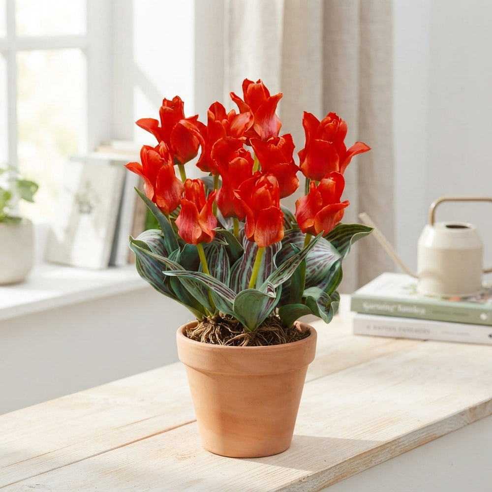 Red Riding Hood Greigii Tulip Bulbs (7 Bulbs)