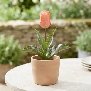 Tulipa Greigii ‘Sweet Lady’ Tulip Bulbs – Pack of 7