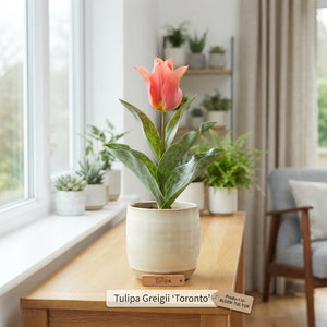 Tulipa Greigii ‘Toronto’ Flower Bulbs – Pack of 10