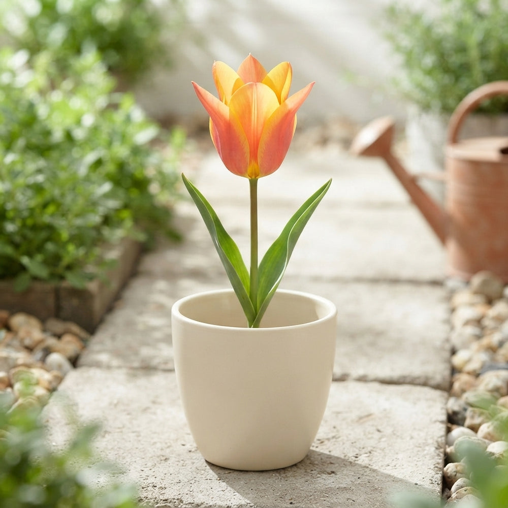 Tulipa greigii Mixed Colour Tulip Bulbs – Pack of 10