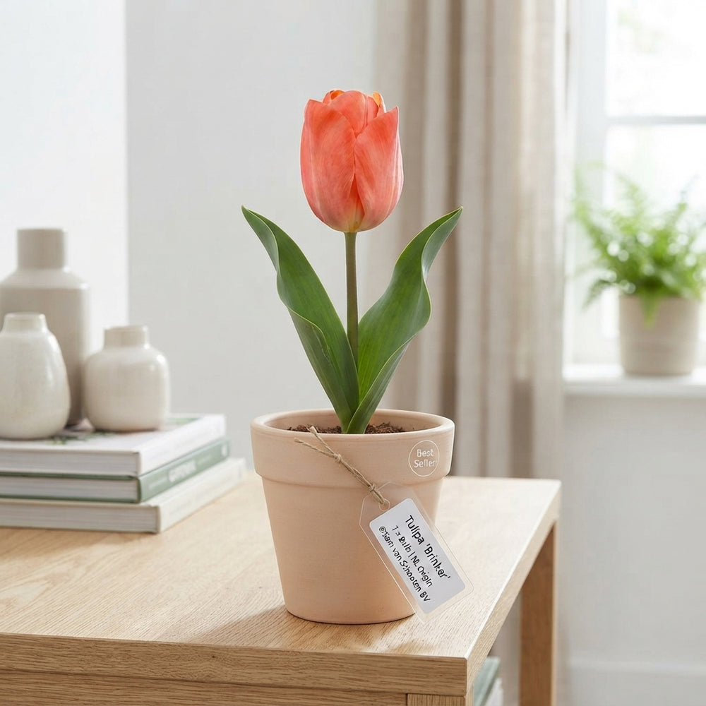 Tulipa ‘Hans Brinker’ Tulip Bulbs – 12/+ Size