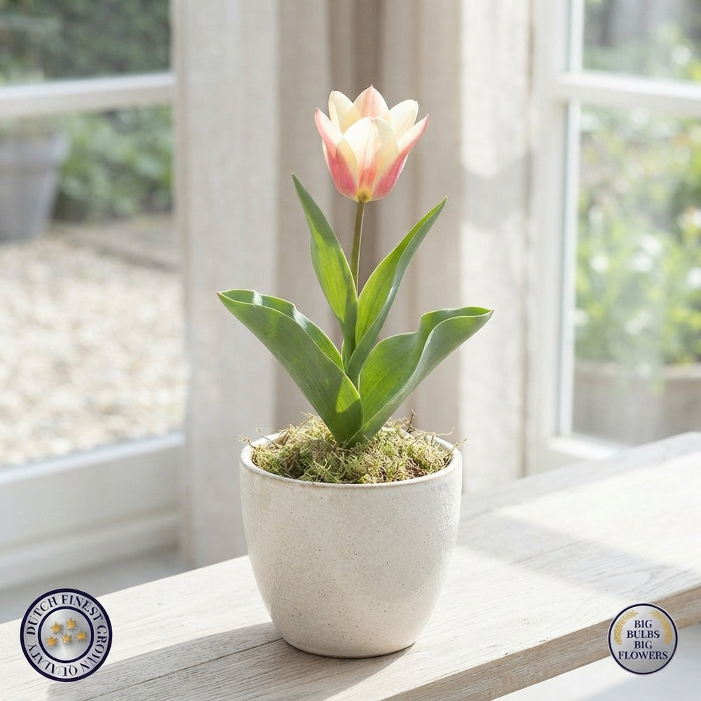 Mixed Tulipa kaufmanniana Botanical Flower Bulbs