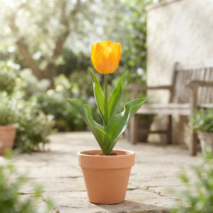 Tulipa kaufmanniana ‘Buttercup’ Spring Flower Bulbs – Pack of 7