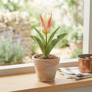 Johan Strauss Kaufmanniana Tulip Bulbs – Pack of 10