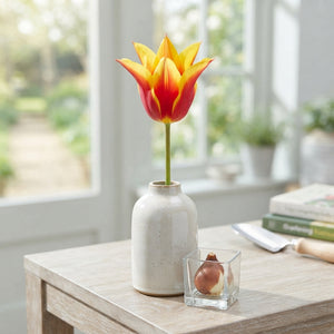 Tulipa ‘Lilyflowering Fly Away’ Flower Bulbs – Pack of 7