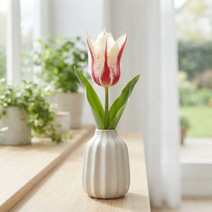 Tulipa 'Marilyn' Lily-Flowered Tulip Bulbs – 7 Bulbs