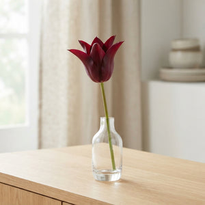Tulipa ‘Lilyflowering Sarah Raven’ Flower Bulbs – Pack of 7
