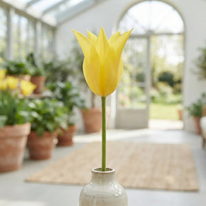 Tulipa ‘Lilyflowering Schiedam’ Flower Bulbs – Pack of 7