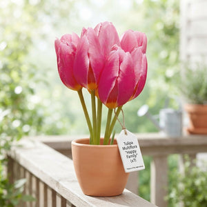 Tulipa Multiflora ‘Happy Family’ Flower Bulbs – Pack of 7