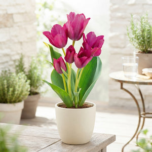 Tulipa ‘Night Club’ Multiflora Flower Bulbs – Pack of 7
