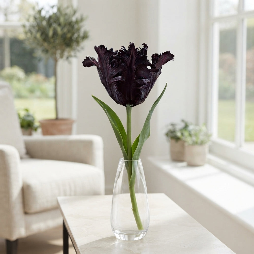 Black Parrot Tulip Bulbs – 7 Bulbs, 12/+ Size