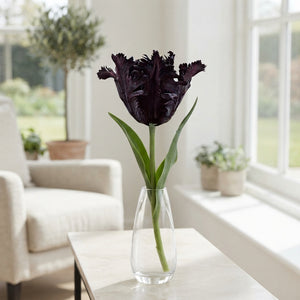 Black Parrot Tulip Bulbs – 7 Bulbs, 12/+ Size