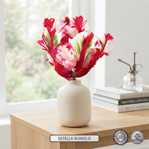 Parrot Tulip ‘Estella Rijnveld’ Bulbs – Pack of 7
