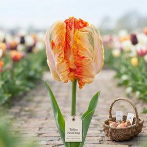 Parrot Tulip ‘King’ Bulbs – Pack of 7