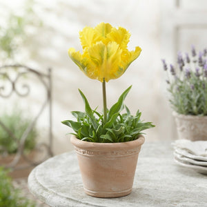 Tulipa Parrot ‘Texas Gold’ Spring Flower Bulbs – 7 Bulbs