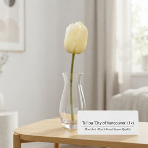 Tulip ‘City of Vancouver’ Single Late Flower Bulbs – Pack of 10