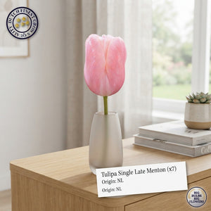 Menton Single Late Tulip Bulbs – Pack of 7