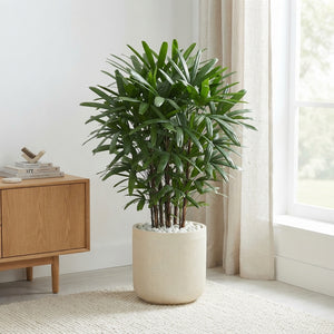 Lady Palm (Rhapis excelsa) – 27cm Pot, 110cm High