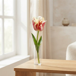 Tulipa ‘Sorbet’ Single Late Tulip Bulbs – 7 Pack