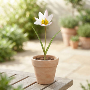 Tulipa species ‘Hilde’ Flower Bulbs – Size 5/6