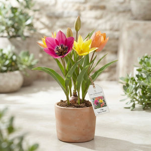 Mixed Species Tulip Bulbs – 15 Bulbs, Size 6/7