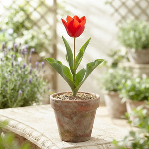 Tulipa Species ‘Tubergiana Zwanenburg’ Flower Bulbs – Pack of 10