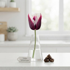 Tulipa 'Spitsbergen' Triumph Tulip Bulbs – 7 Bulbs