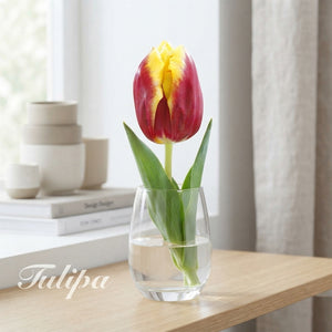 Tulipa ‘Triumph Dow Jones’ Tulip Bulbs – 12/+