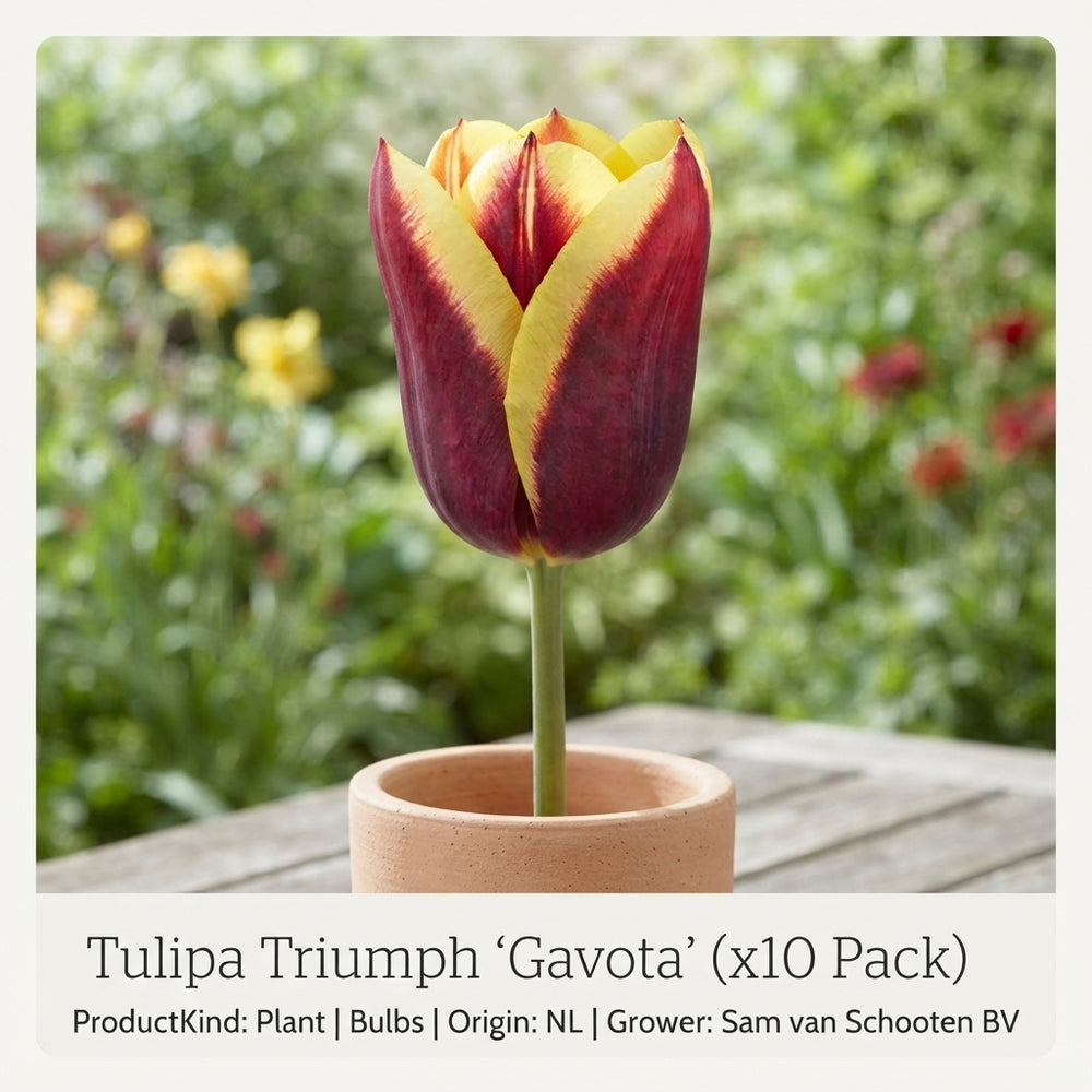 Tulipa ‘Gavota’ Triumph Tulip Bulbs – Pack of 10